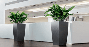 Plant Displays and plants