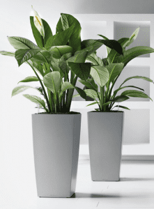 Plant Displays and plants uk