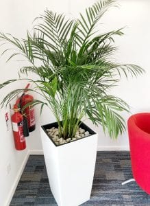 office-plants-bristol