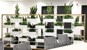 Commercial Office Plants