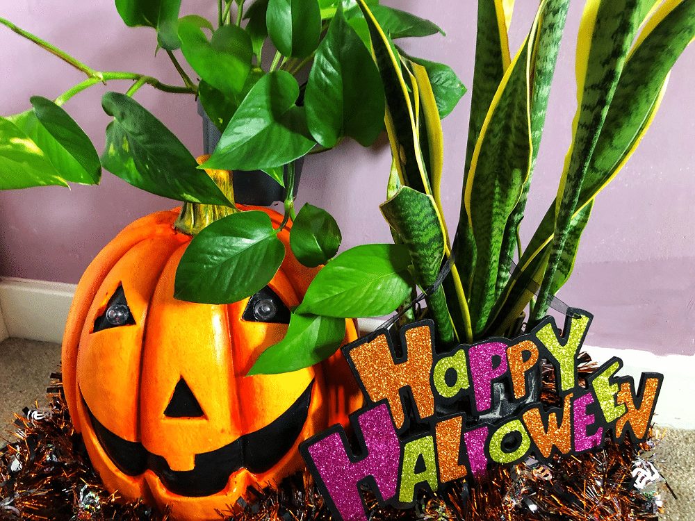 Plants at Halloween