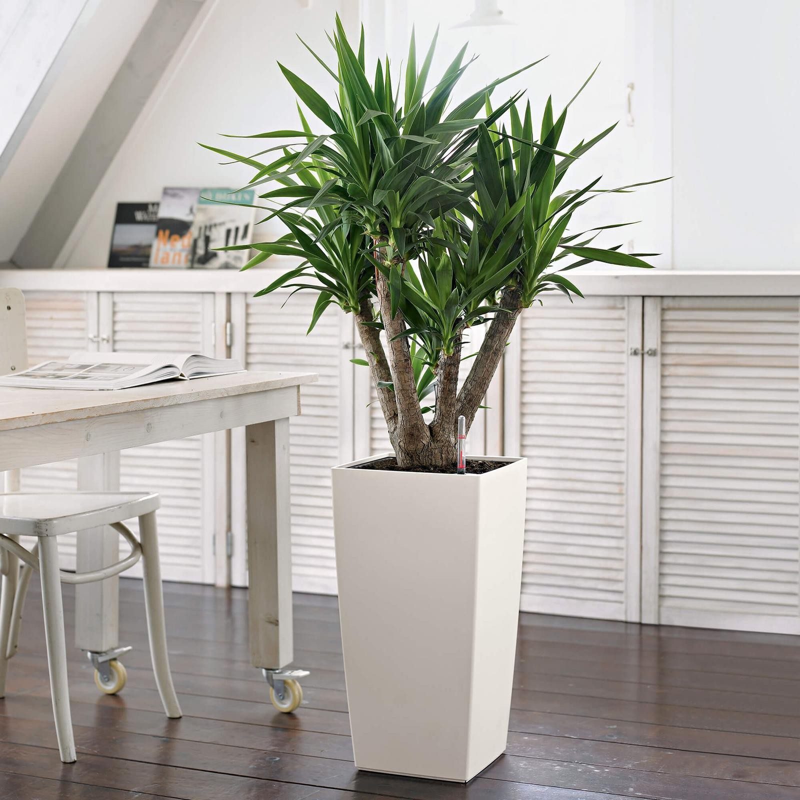 Office-Plant-displays