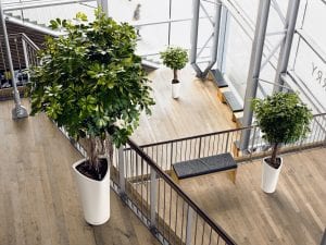 office plant rental