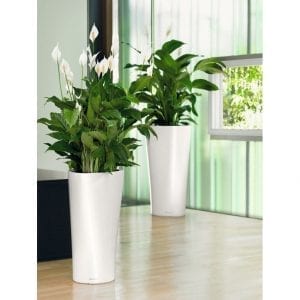office plant displays for hire
