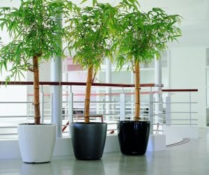 Office Plant Hire