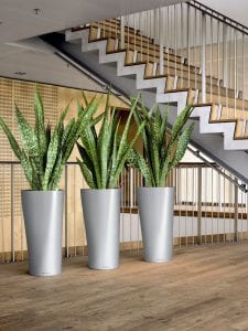office plants nottingham