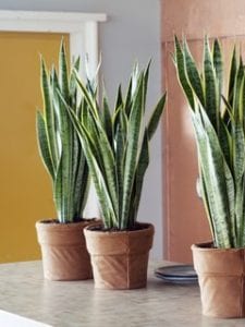 Best Office Plants For Offices With No Windows