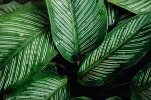 Office plants for businesses