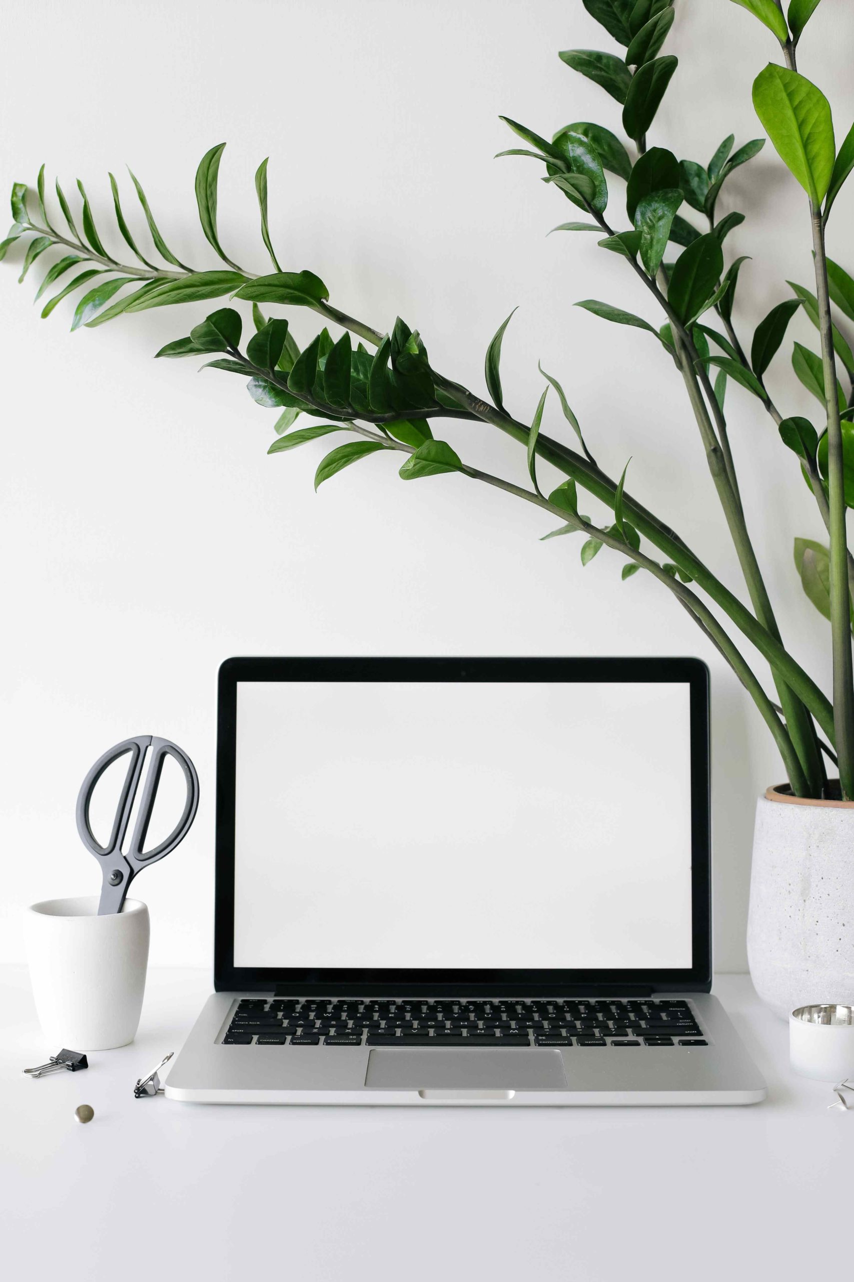 What Are The Benefits of Having Plants in the Office?