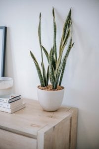 Great Plants for Office Desks