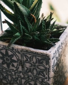 Top 8 Most Interesting Office Plants
