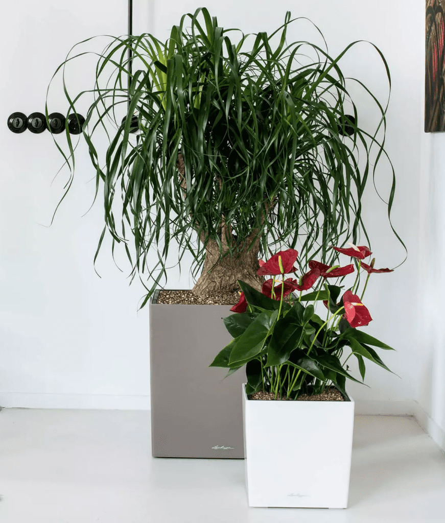 office plants, plants for hire, interior landscaping