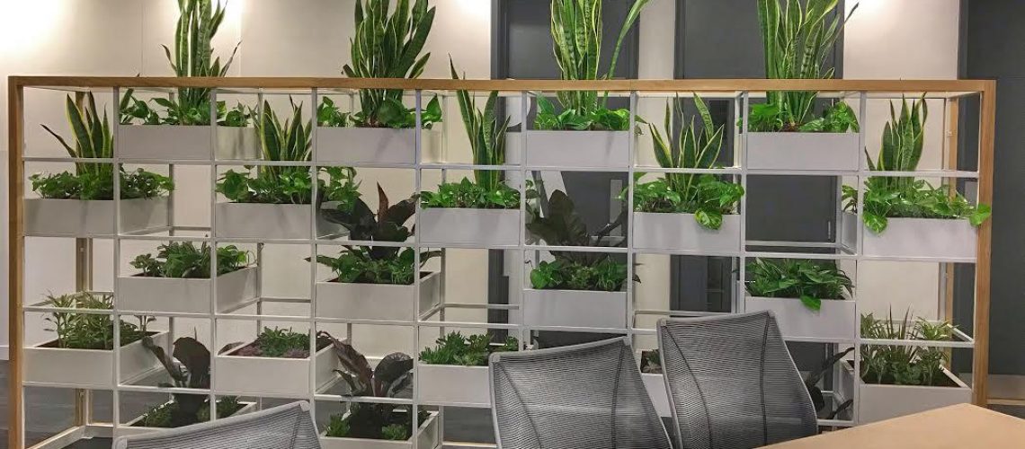 Best Office Plants For Offices With No Windows
