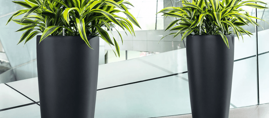 Office plants for hire Office plants for hire